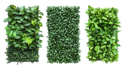 Naklejka premium Set of three green garden walls with dense foliage against an isolated white background