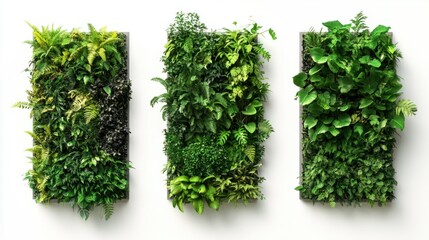 Obraz premium Set of three vertical garden walls, filled with green plants, on a white background