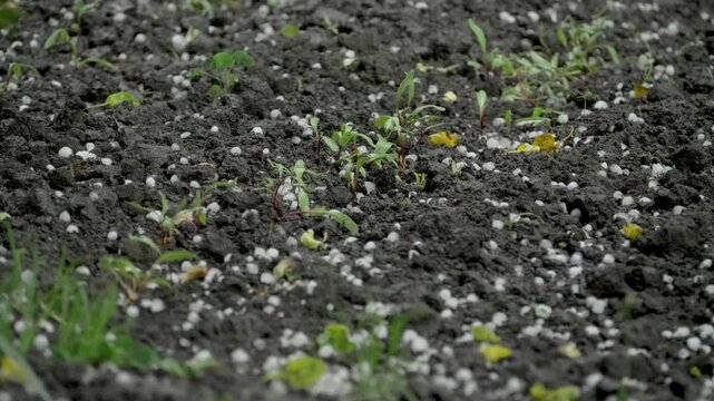 Hailstones ricochet off the ground. Rainwater pools in puddles on the soil's surface