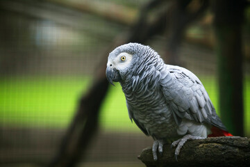 portrait of a parrot