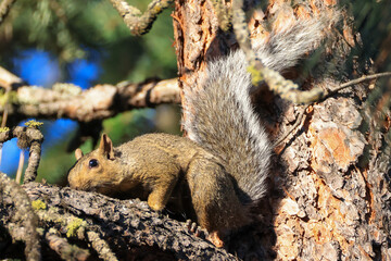 a cute squirrel on a pine tree