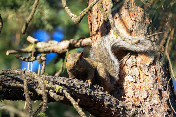 a cute squirrel on a pine tree
