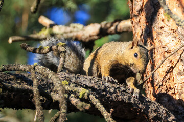 a cute squirrel on a pine tree