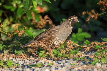 old wolrd quail