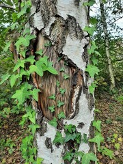bark of a tree, ivy on birch