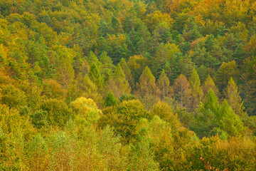 beatiful colorful forest on mountain side in poland. multi-colored trees in natural environment