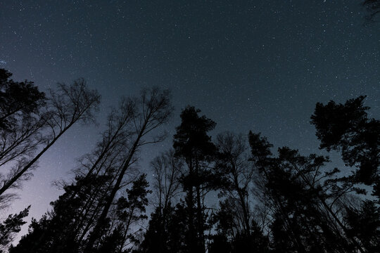 Autumn forest, trees without leaves against the background of a clear starry sky, Estonian nature.