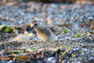 western sandpiper looks for food at the coast of Vancouver Island