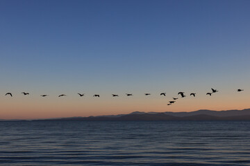 canada geese fly in v-formation off the coast of Vancouver Island