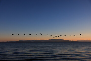 canada geese fly in v-formation off the coast of Vancouver Island