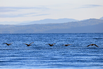 Fototapeta premium flying canada geese off the coast of Vancouver Island