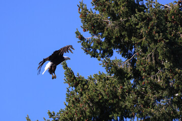 a bald eagle in a pine tree