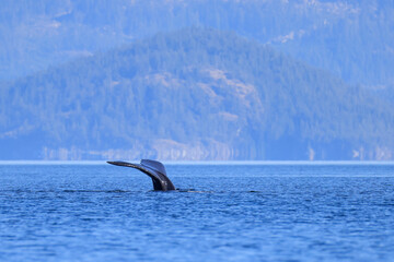Fototapeta premium the tail of a diving humpback whale off the coast of Vancouver Island