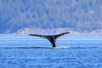 the fin of a diving humpback whale off the coast of Vancouver Island
