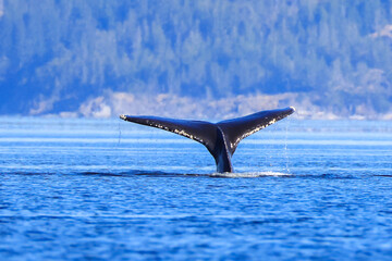 the fin of a diving humpback whale off the coast of Vancouver Island