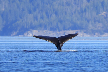 the tail of a diving humpback whale off the coast of Vancouver Island © Marcel