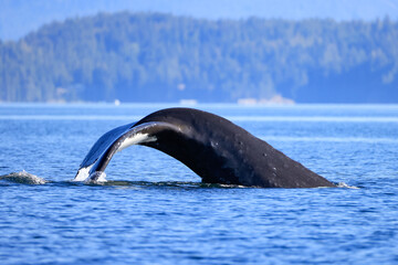 Obraz premium the fin of a diving humpback whale