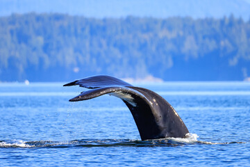 Obraz premium the fin of a diving humpback whale off the coast of Vancouver Island
