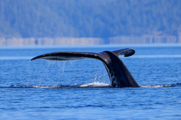 the tail of a diving humpback whale off the coast of Vancouver Island