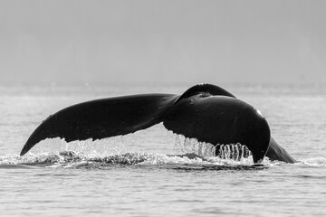 black and white picture of a humpback whale fin off the coast of Vancouver Island