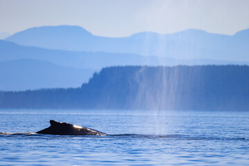Fototapeta premium a humpback whale blows out