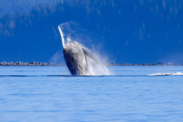 a humpback whale jumps out of the water off the coast of Vancouver Island