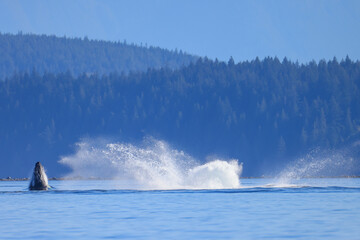 Fototapeta premium a humpback whale jumps out of the water off the coast of Vancouver Island