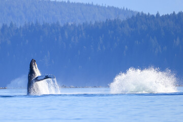 a humpback whale jumps out of the water off the coast of Vancouver Island