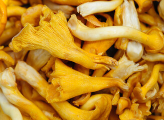 Wild Porcini mushroom edible in forest of China