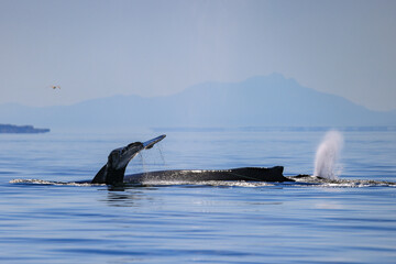 a humpback whale blows out