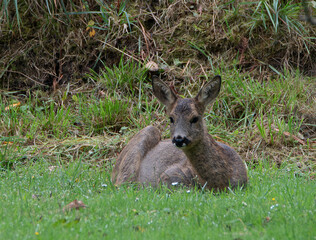 Chevreuil dans la lande en Bretagne