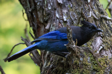 a stellar's jay bird in Vancouver Island