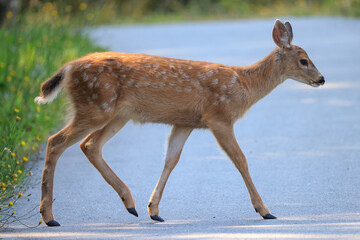 a fawn crosses a street in Vancouver Island