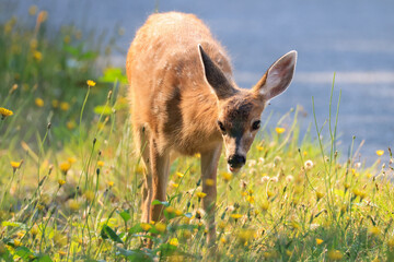 a fawn eats flowers in Vancouver Island