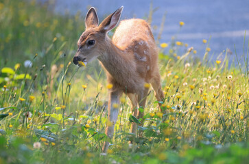 a fawn eats flowers in Vancouver Island