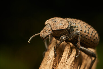 Details of a brown beetle on a brown branch