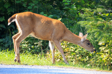 a deer in Vancouver Island