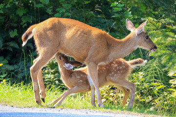 A deer suckles its fawn