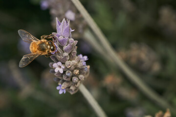 A bee perched on a violet flower
