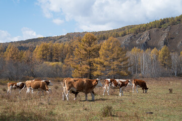 Naklejka premium The Cattle on the farm