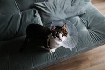Scottish straight gray cat in veterinary plastic cone on head at recovery after surgery posing in...