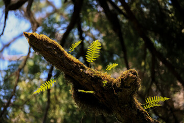 fern leaf on a mossy tree