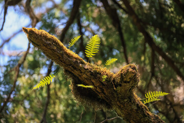fern grows on a mossy branch