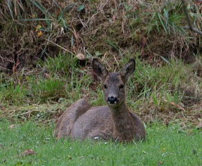 Chevreuil dans la lande en Bretagne