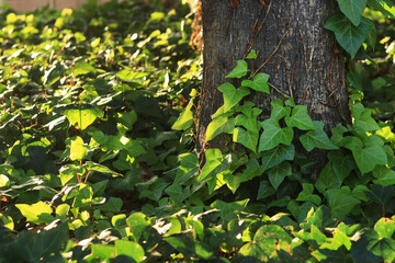Obraz premium Ivy on a palm tree trunk, natural background. Climbing plant on a tree trunk. Natural green leaves, climbing plant on tree bark. Natural background with climbing ivy leaves along a tree trunk