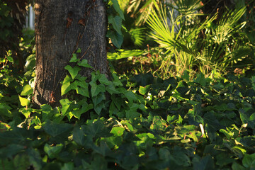Obraz premium Ivy on a palm tree trunk, natural background. Climbing plant on a tree trunk. Natural green leaves, climbing plant on tree bark. Natural background with climbing ivy leaves along a tree trunk