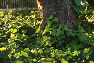 Ivy on a palm tree trunk, natural background. Climbing plant on a tree trunk. Natural green leaves, climbing plant on tree bark. Natural background with climbing ivy leaves along a tree trunk © Mariia