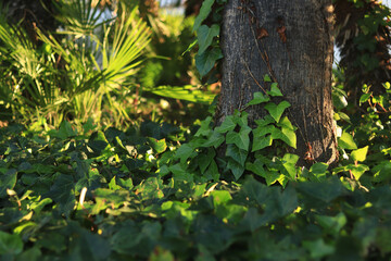 Ivy on a palm tree trunk, natural background. Climbing plant on a tree trunk. Natural green leaves, climbing plant on tree bark. Natural background with climbing ivy leaves along a tree trunk
