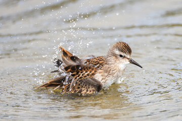 a sandpiper takes a bath