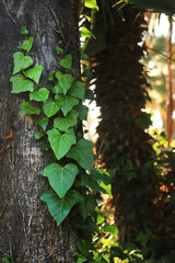 Ivy on a palm tree trunk, natural background. Climbing plant on a tree trunk. Natural green leaves, climbing plant on tree bark. Natural background with climbing ivy leaves along a tree trunk © Mariia